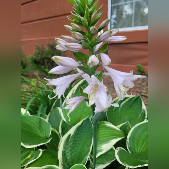 Meet your Poshers, Carolyn & Patricia - Picture 11 of 16